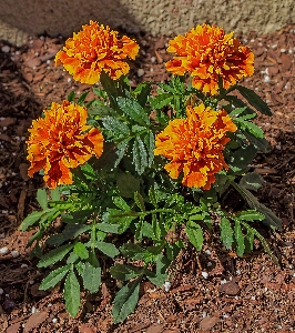 Natur anlage blume kraut Foto