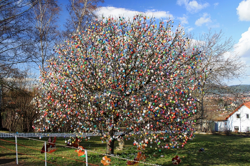 Albero fiore pianta foglia