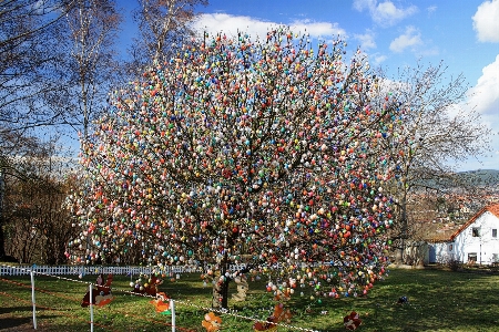 Foto árbol florecer planta hoja