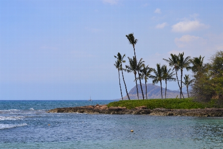 Beach sea coast tree Photo