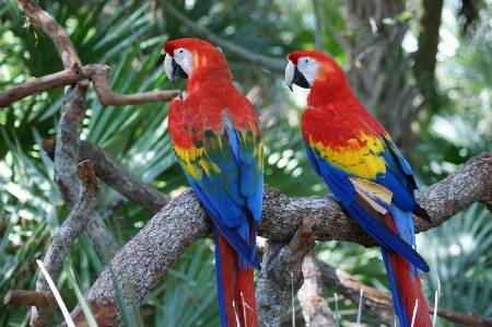 Foto Alam cabang burung satwa