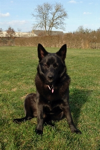 Grass peak dog natural Photo