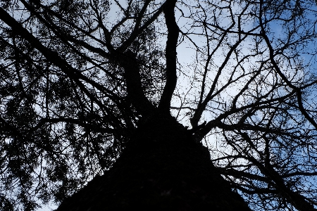 Foto Lanskap pohon alam hutan