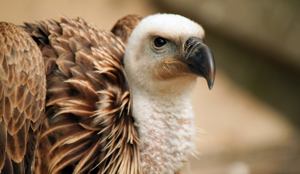 Bird wing wildlife zoo