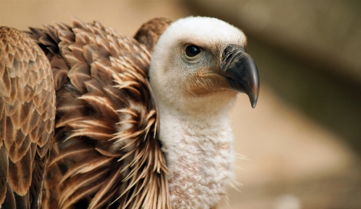 Bird wing wildlife zoo Photo