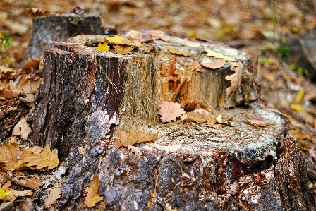 Tree nature forest rock Photo