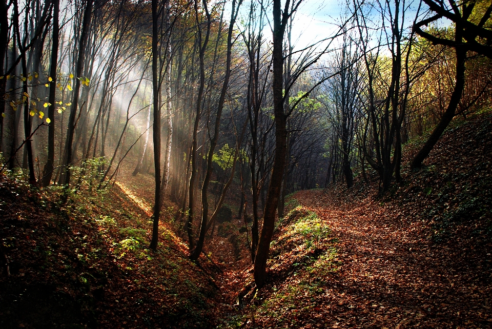 Tree nature forest wilderness