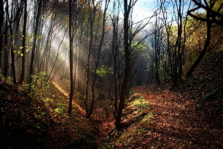 Tree nature forest wilderness Photo