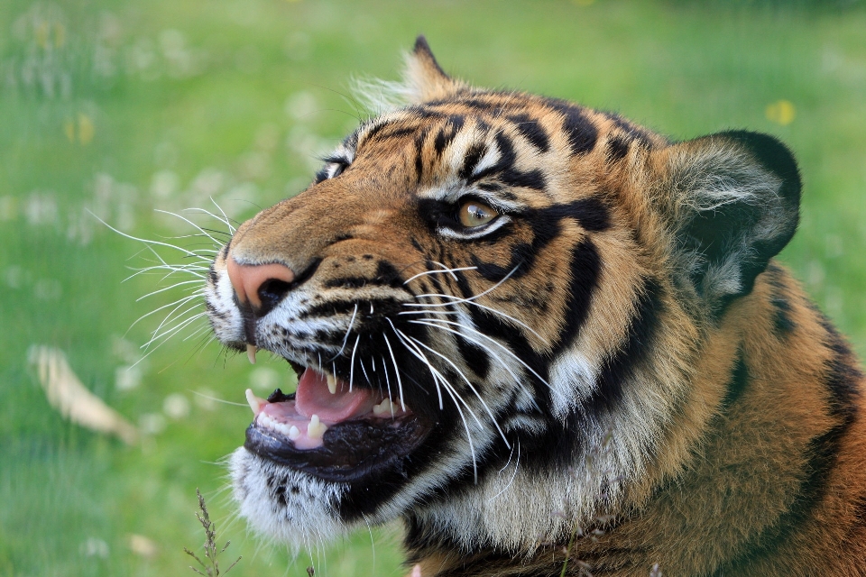 自然 動物 野生動物 野生