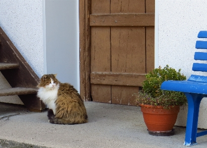 毛皮 ふわふわ 子猫 猫 写真