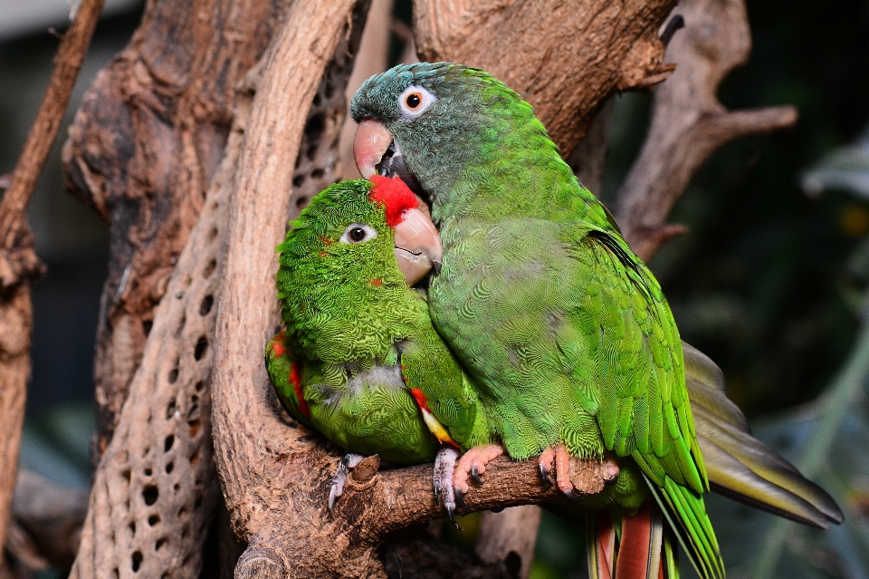 Nature oiseau animal mignon