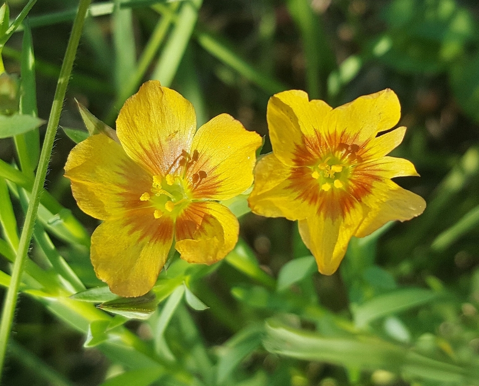 Plant meadow prairie flower