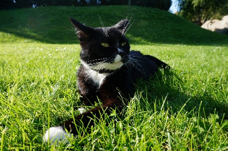 Nature grass plant lawn Photo