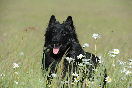 Grass dog animal pet Photo