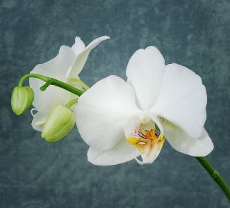 Nature blossom plant white Photo