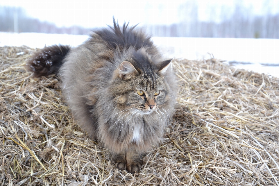 時計 冬 素朴な 猫