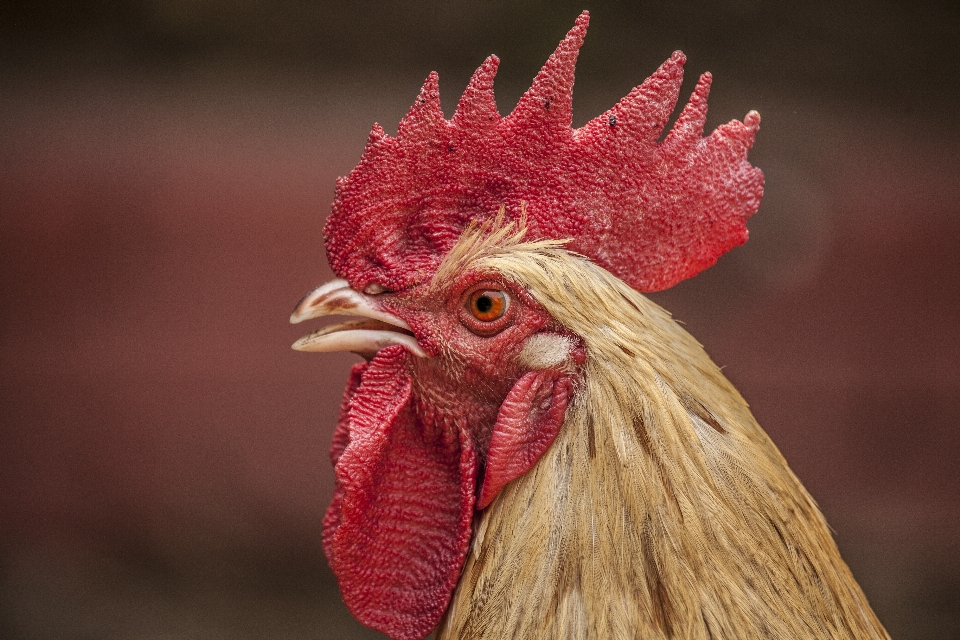 Burung satwa merah paruh