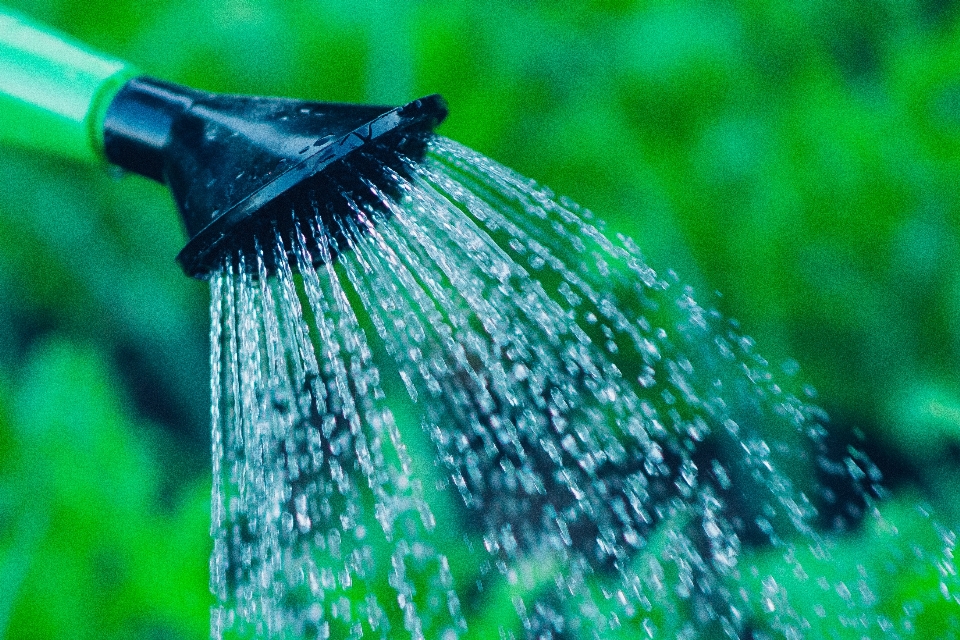 水 自然 草 露