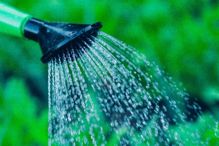 水 自然 草 露 写真