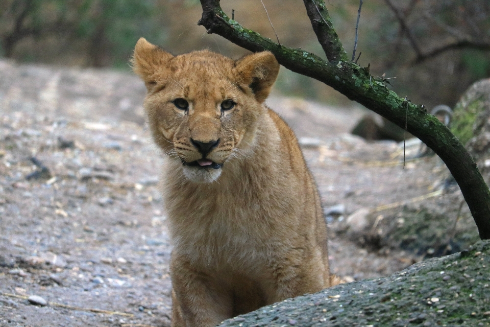 Natur tier niedlich tierwelt