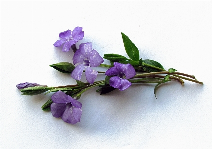 ブランチ 花 植物 葉 写真