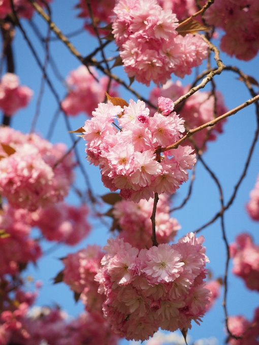 Albero ramo fiore pianta