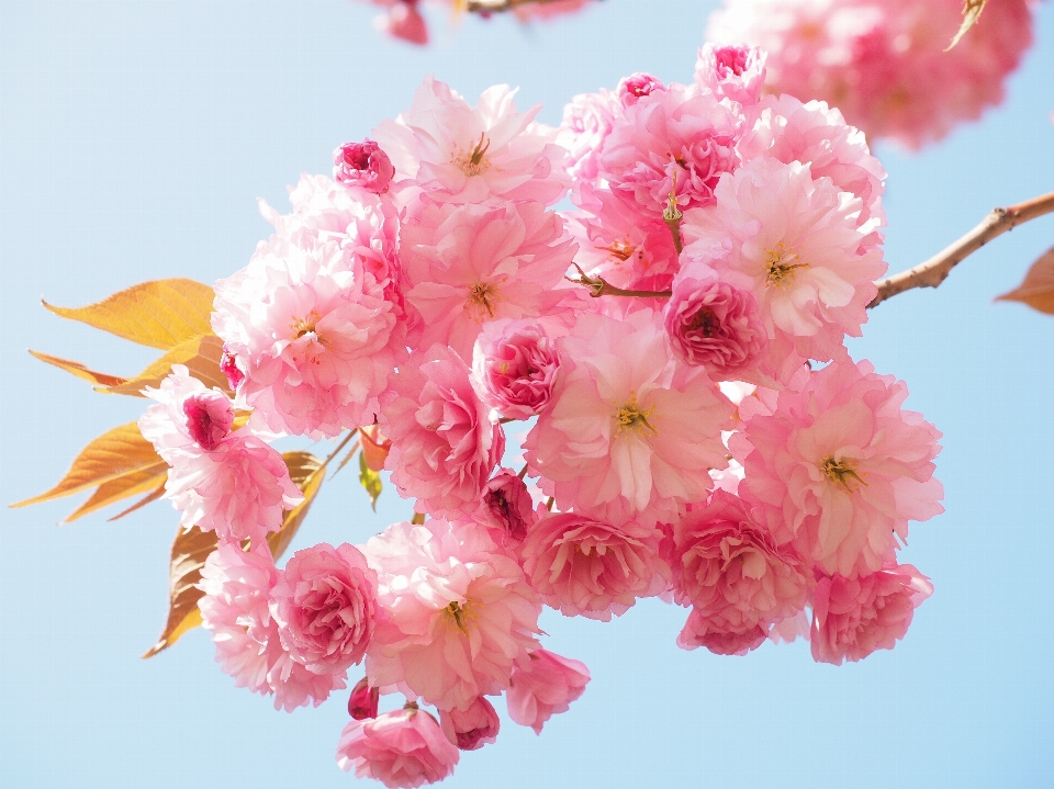 Tree branch blossom plant