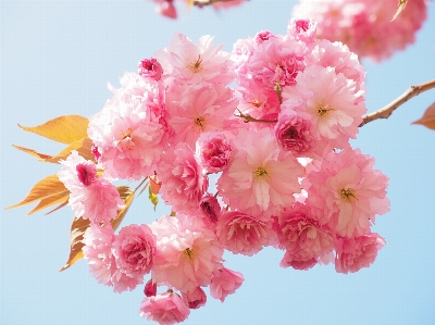 Tree branch blossom plant Photo