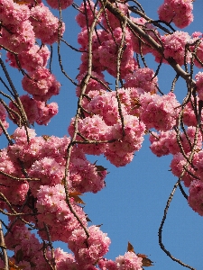 Tree branch blossom plant Photo