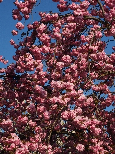 Tree branch blossom plant Photo