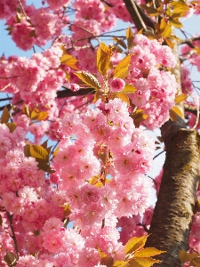 Tree branch blossom plant Photo