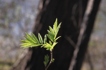 Tree nature forest grass Photo