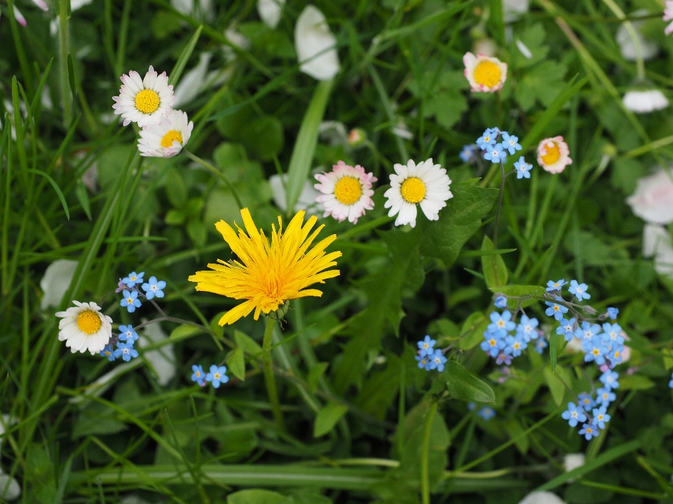 Nature grass blossom plant