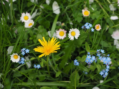 Nature grass blossom plant Photo