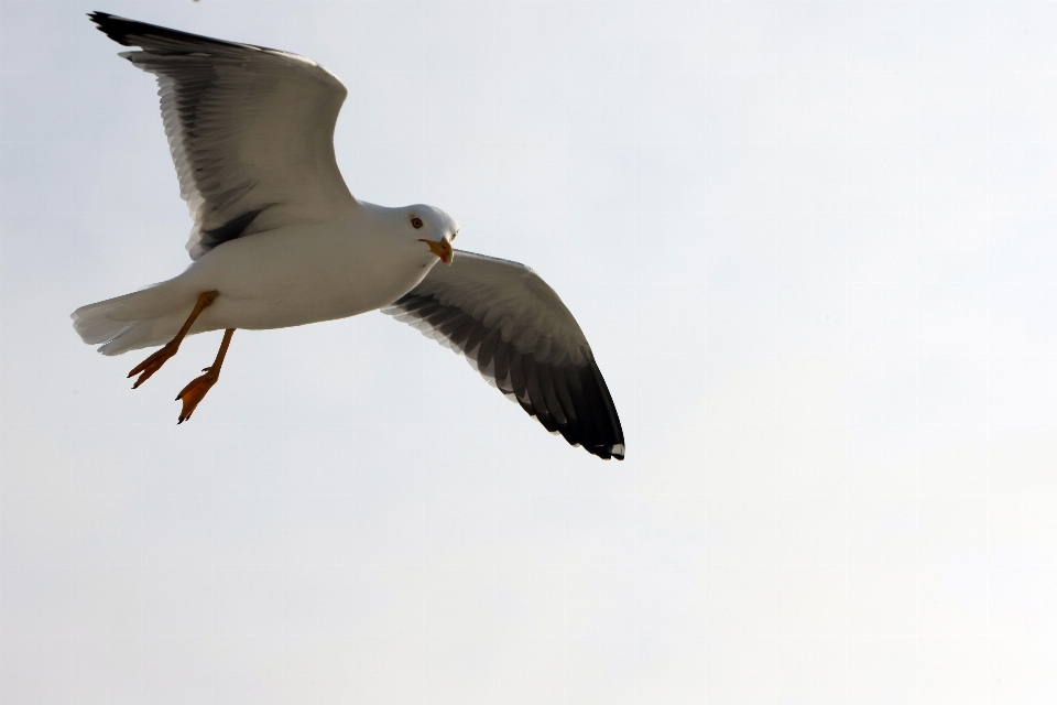 自然 鳥 羽 空