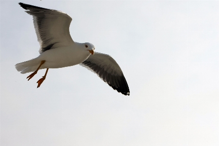 Nature bird wing sky Photo