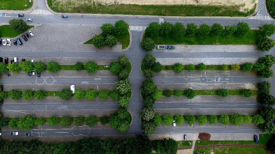 树 草 植物 路