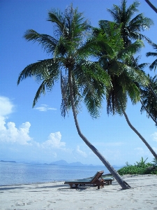 Beach sea coast tree Photo