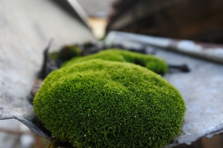 Grass blur growth plant Photo