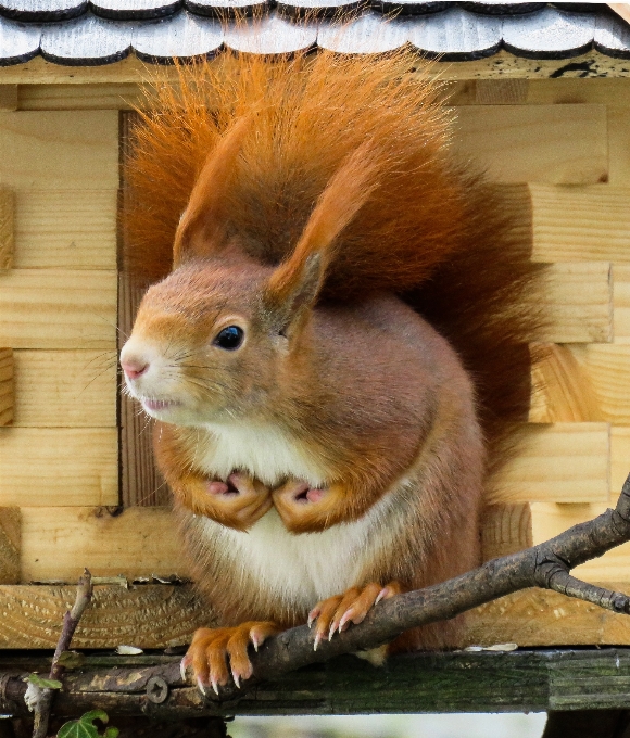 甘い 動物 かわいい 野生動物