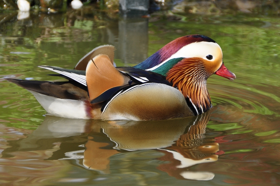 Wasser vogel see tier