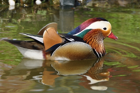 水 鳥 湖 動物 写真