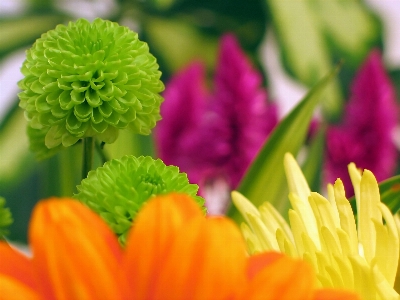 自然 植物 葉 花 写真