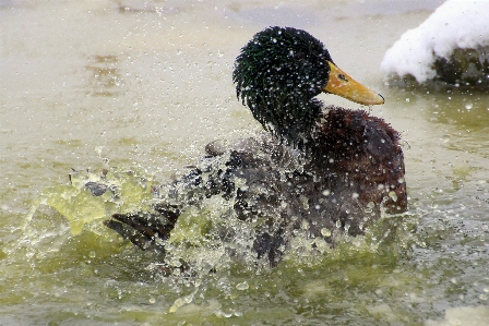 Water nature snow bird Photo