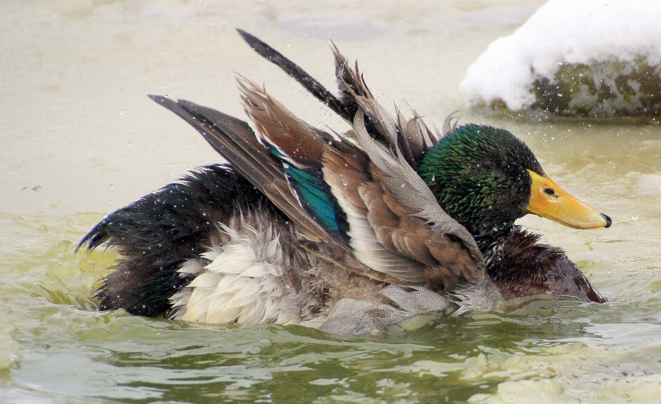 Water nature snow bird