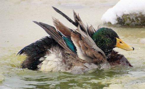 Water nature snow bird Photo