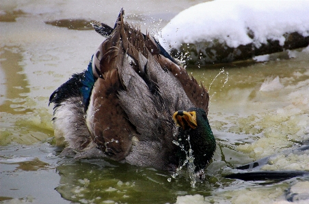 水 自然 雪 鳥 写真