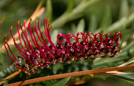 Tree nature branch blossom Photo