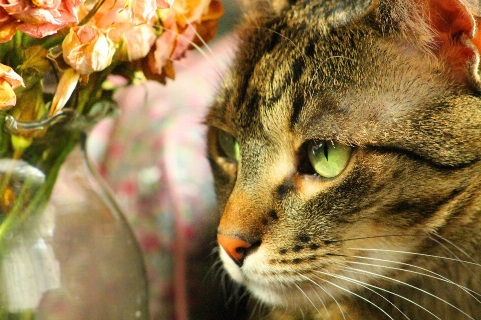 Fleur mignon faune se détendre