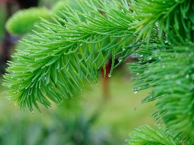 Tree nature grass branch Photo